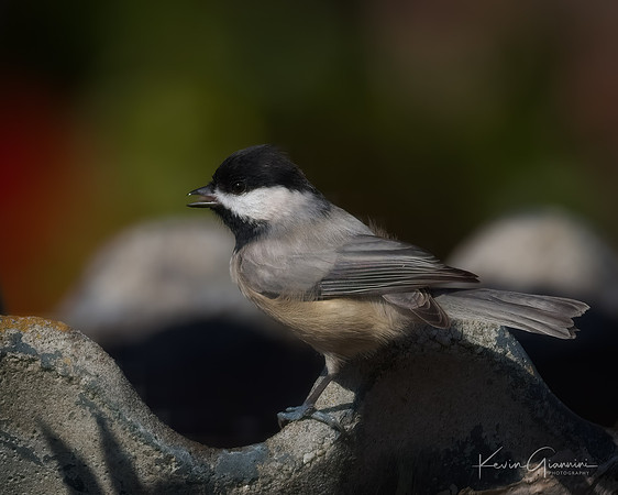 Carolina Chickadee