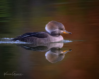 Hooded Merganser