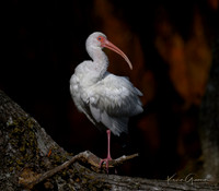 White Ibis