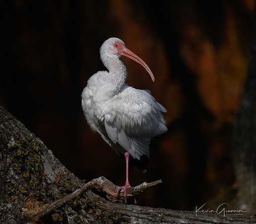 White Ibis