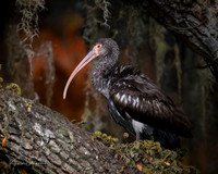 Juvenile White Ibis