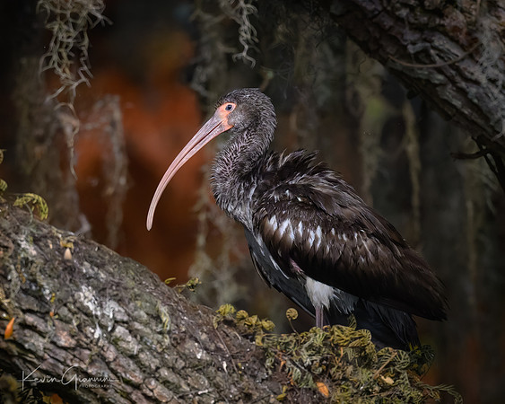 Juvenile White Ibis