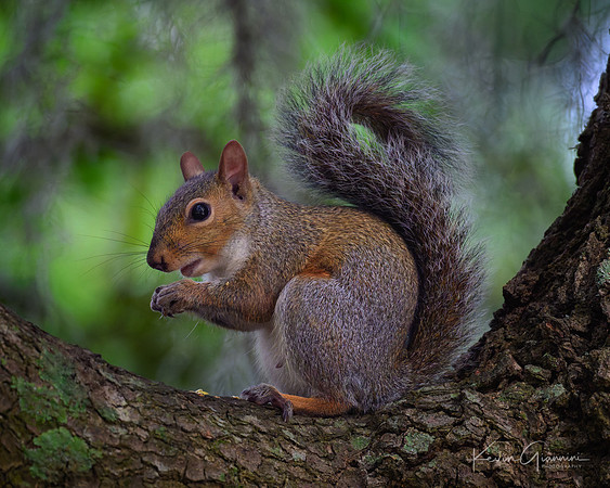 Grey Squirrel
