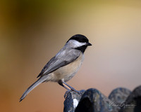 Carolina Chickadee