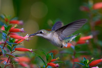 Ruby Throated Hummingbird