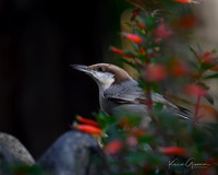 Brown-headed Nuthatch