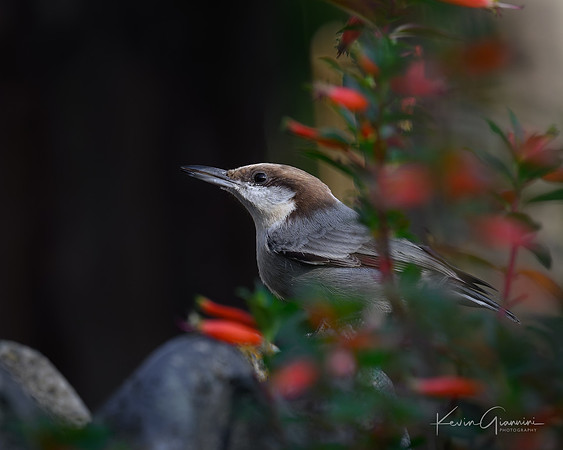 Brown-headed Nuthatch