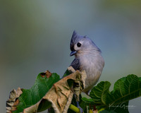 Tufted Titmouse