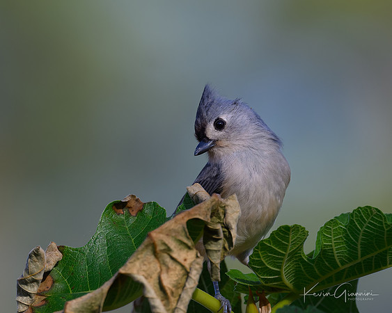 Tufted Titmouse