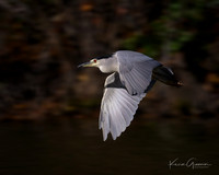 Black-crowned Night Heron
