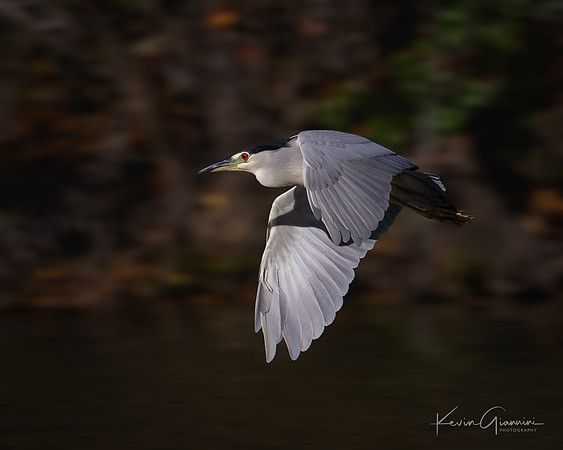 Black-crowned Night Heron