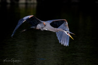 GBH