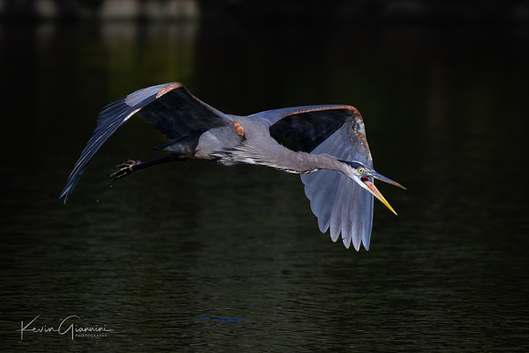 GBH