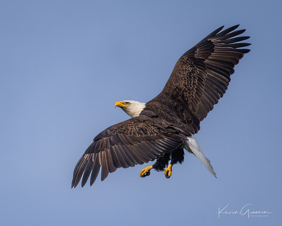 Bald Eagle