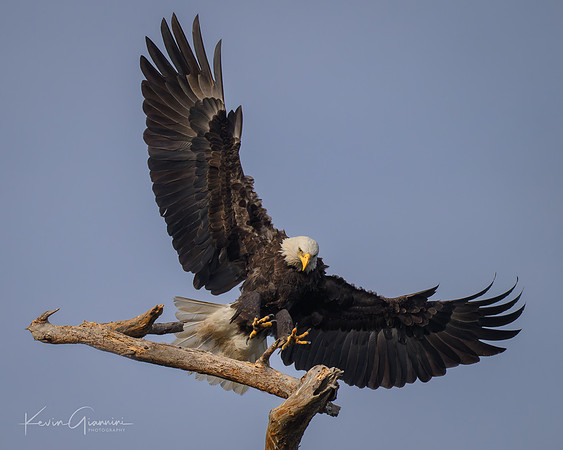 Bald Eagle