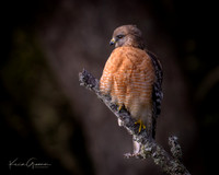 Red-shouldered Hawk