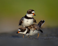 Amorous Plovers  - Blue Ribbon
