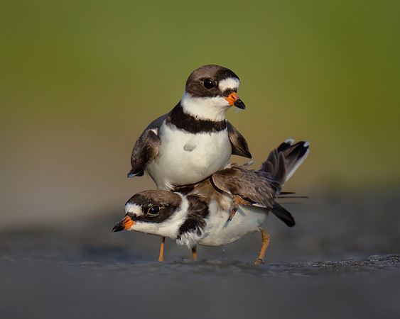 Amorous Plovers  - Blue Ribbon