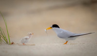 Breakfast Time  - Gold Ribbon