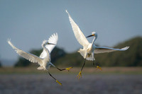 Mid-air Rendezvous  - Blue Ribbon