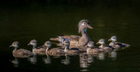 Wood Duck Family  - Gold Ribbon