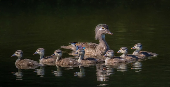 Wood Duck Family  - Gold Ribbon