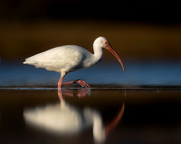 Ibis feeding - Blue Ribbon