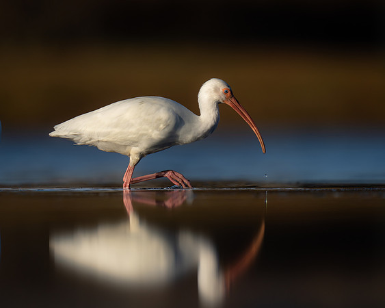 Ibis feeding - Blue Ribbon