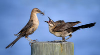 Hungry Young Grackle  - Blue Ribbon