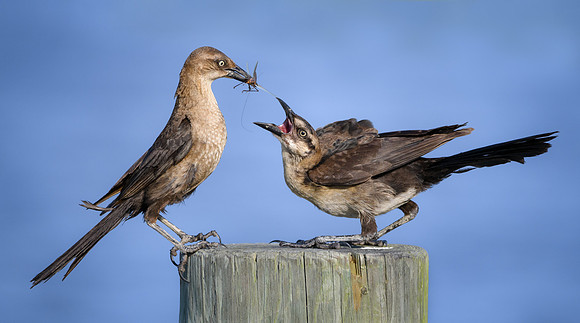 Hungry Young Grackle  - Blue Ribbon