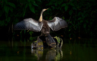 Anhinga and Friends  - Red Ribbon