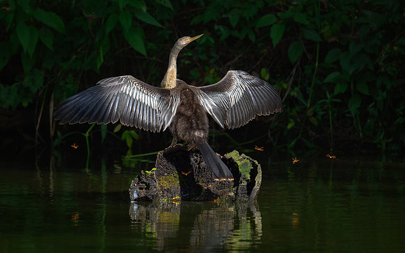 Anhinga and Friends  - Red Ribbon