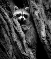 Waiting For Mom - Photographic Society of America - Honorable Mention Winner B&W