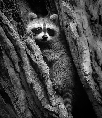 Waiting For Mom - Photographic Society of America - Honorable Mention Winner B&W