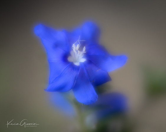 Dwarf Morning Glory
