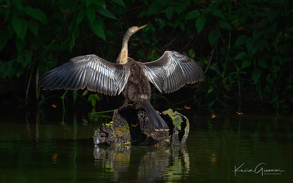 Anhinga and Dragonflies