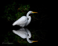Great Egret