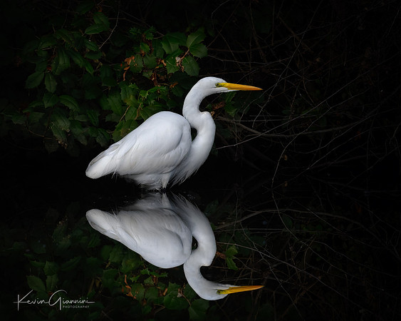Great Egret