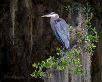 Great Blue Heron