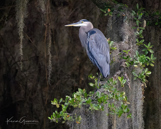 Great Blue Heron