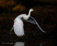 Little Blue Heron