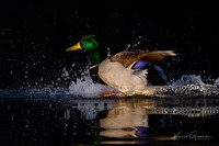 Mallard
