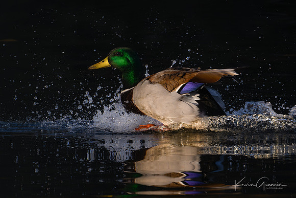 Mallard