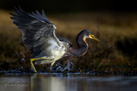 Tricolored Heron