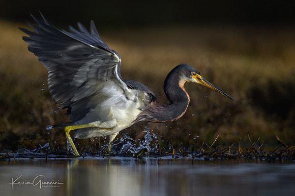 Tricolored Heron