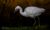 Little Blue Heron