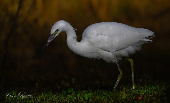 Little Blue Heron