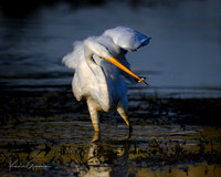 Great Egret