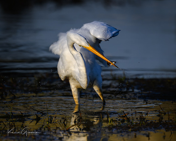 Great Egret