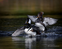 Hooded Mergansers